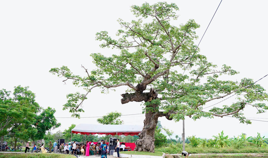 C&acirc;y[-]Gạo[-]400[-]năm[-]tuổi[-]ở[-]x&atilde;[-]Hoằng[-]Giang[-]được[-]c&ocirc;ng[-]nhận[-]C&acirc;y[-]Di[-]sản[-]Việt[-]Nam